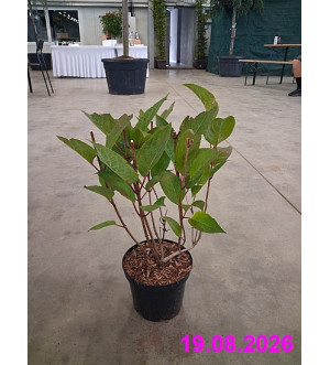 Hydrangea pan. 'Early Harry'® C 2,5 L